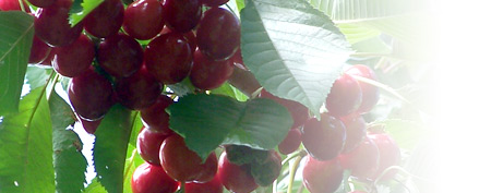 Guignolet and cherry cream