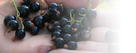 Crème de cassis de bourgogne
