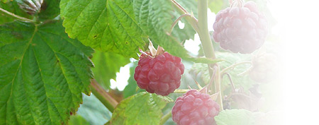 Liqueur de Framboise